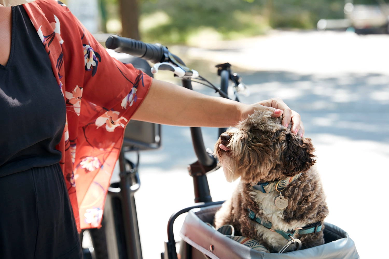 A small dog rides in the front basket of a Rad ebike while its owner pets it
